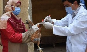 Detener la gripe aviar en seco sólo es posible si los criadores de aves de corral -tanto pequeños granjeros como productores comerciales- comprenden cómo prevenir su introducción y propagación.