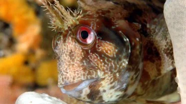 Tompot Blenny (Parablennius gattorugine)