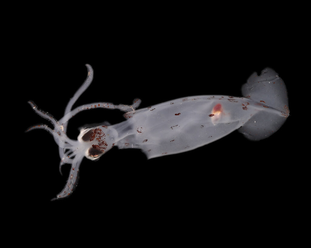 A translucent sea squid against a black backdrop. 