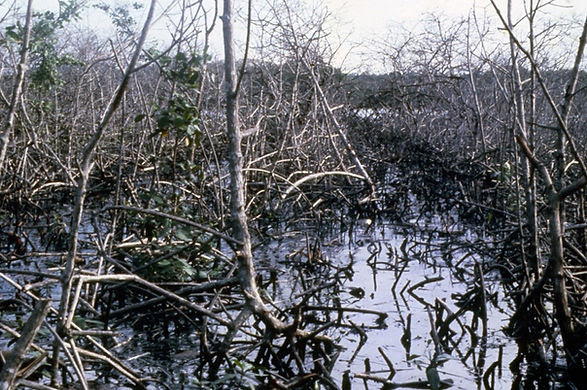 Over 300 hectares of mangrove forests were saturated in crude oil in Bahía Las Minas in 1986. Photo credit: Charles Getter, STRI.