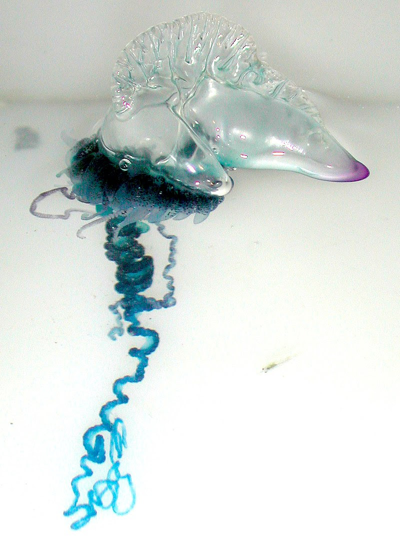 photo of a Portuguese man-of-war