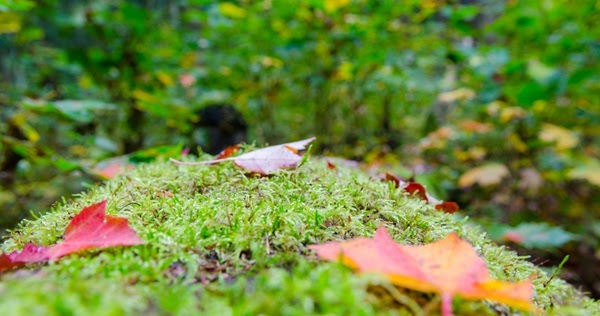 a few fallen orange and burgundy colored leaves lie on the green grass of a low-lying rise in the forest