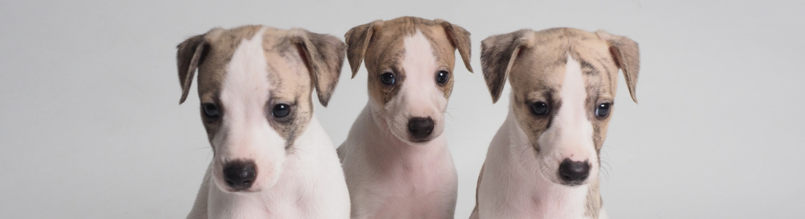 Decorative banner of sad whippets.