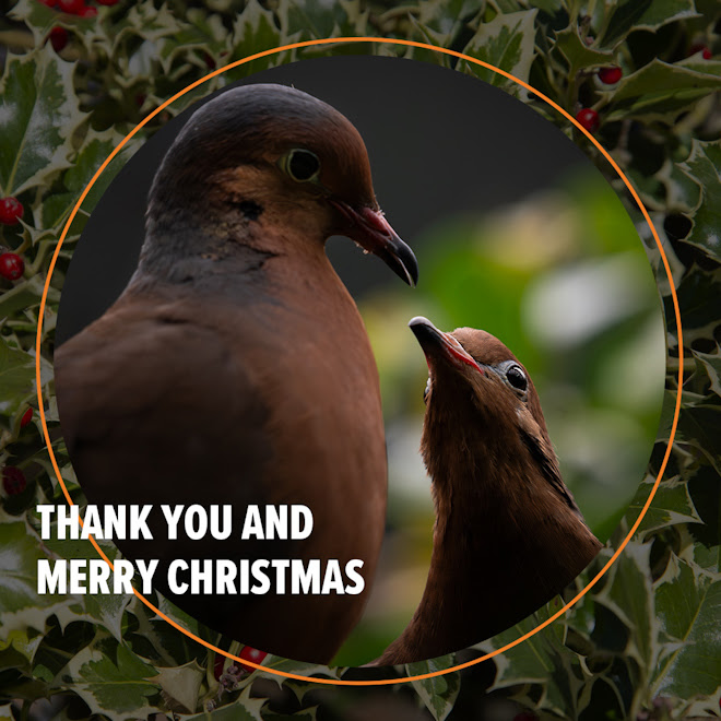 Thank you and Merry Christmas. An image of a socorro dove and its chick.