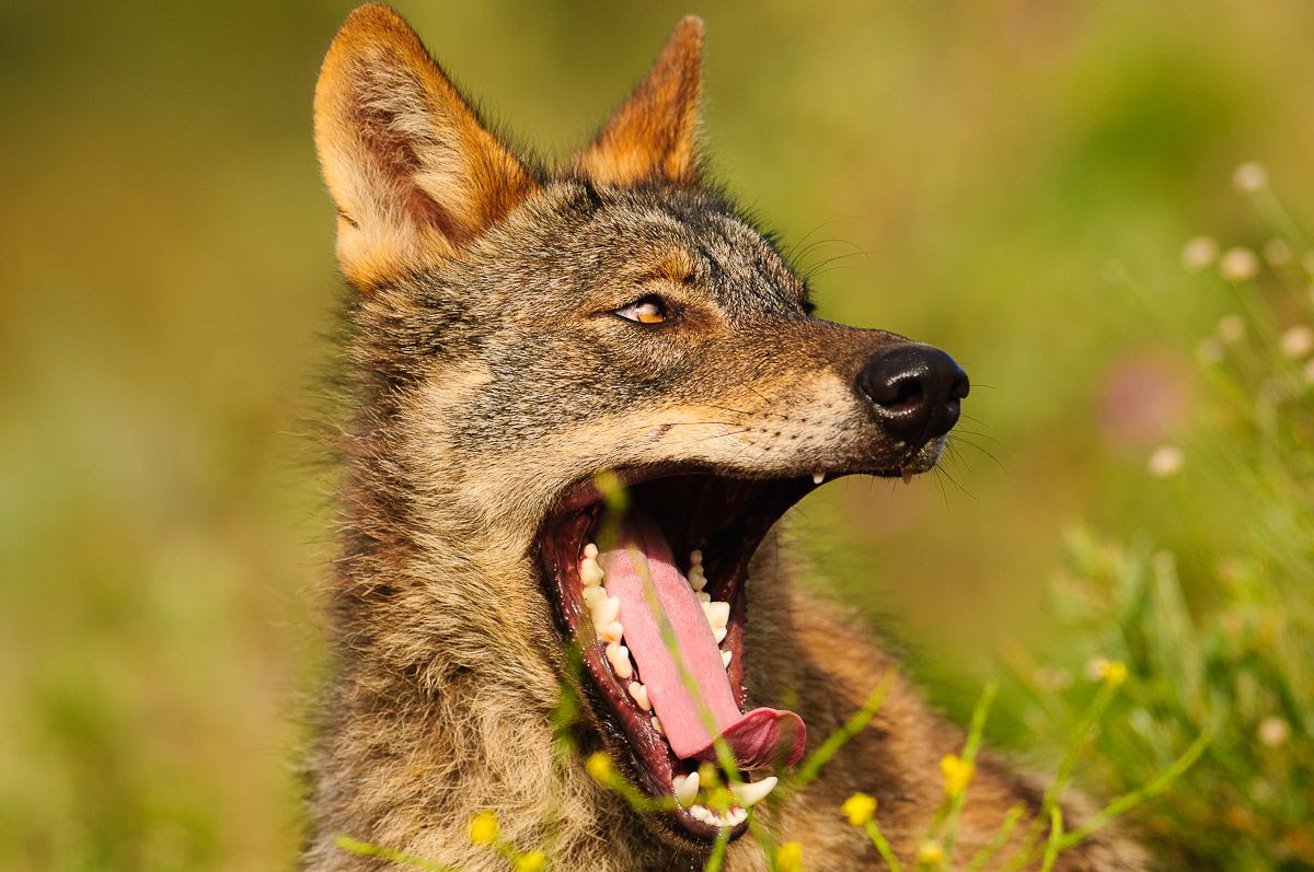 Lobo ibérico. Foto: Enrique del Campo