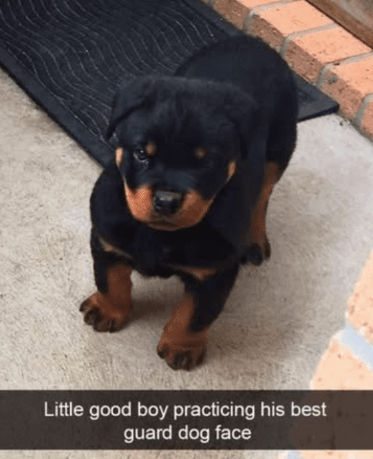 Little good boy practicing his best guard dog face