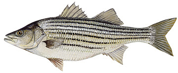 Striped bass