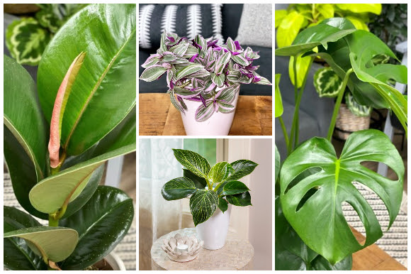 Easy-care indoor plants