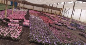 Venda de flores para Finados aumenta 6% e crescem novas formas de homenagens 4 cce22e1f3ee16eed76ff7b6fe89defab medium
