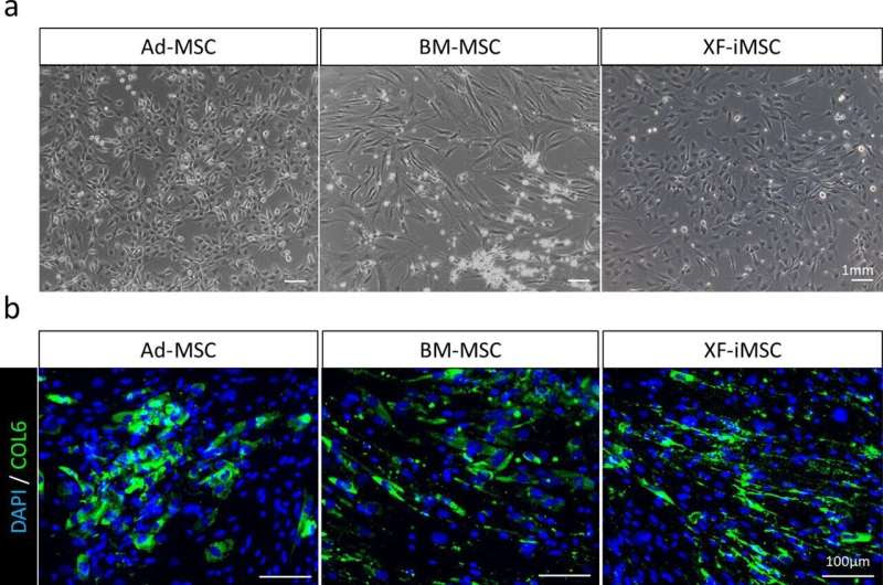 Scrutinizing cells for clues to a treatment for muscular dystrophy