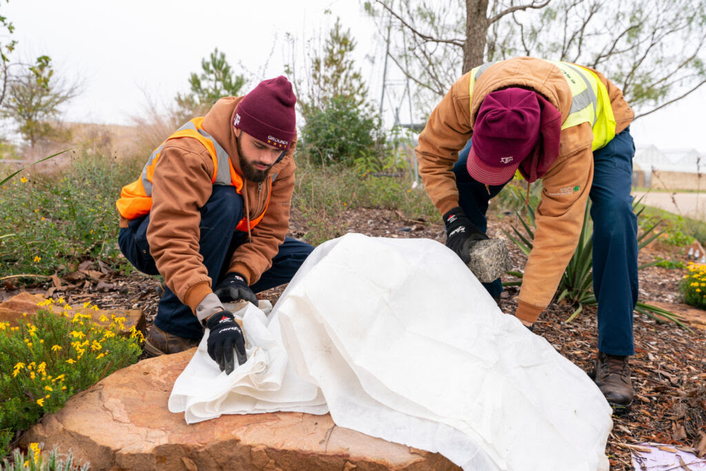 In anticipation of a freeze, gardeners at Texas A&M cover plants with a white cloth.
