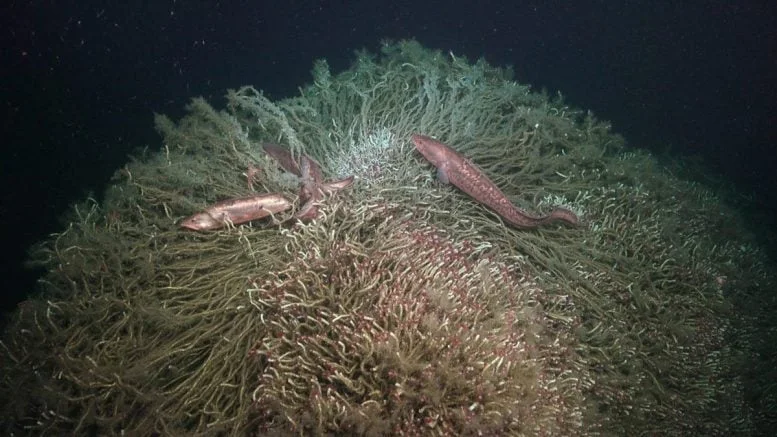 Cusk Eels Swim Around a Tubeworm Mound