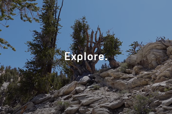 Searching for the Oldest Trees in the World - Ancient Bristlecone Pine Forest