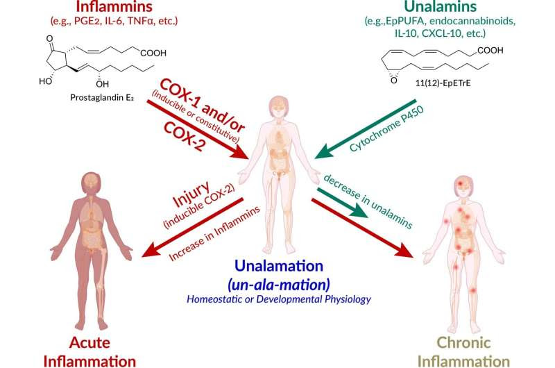 New research on chronic inflammation explores potential treatments for chronic diseases and cancer