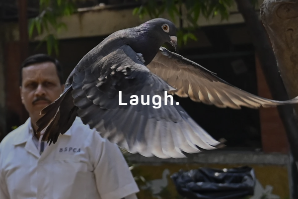 Indian police clear a suspected Chinese spy pigeon after 8 months in bird lockup
