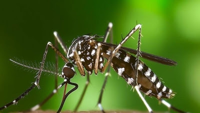 Las Rozas.- Plan de vigilancia, prevención y control ante el mosquito tigre para minimizar su propagación
