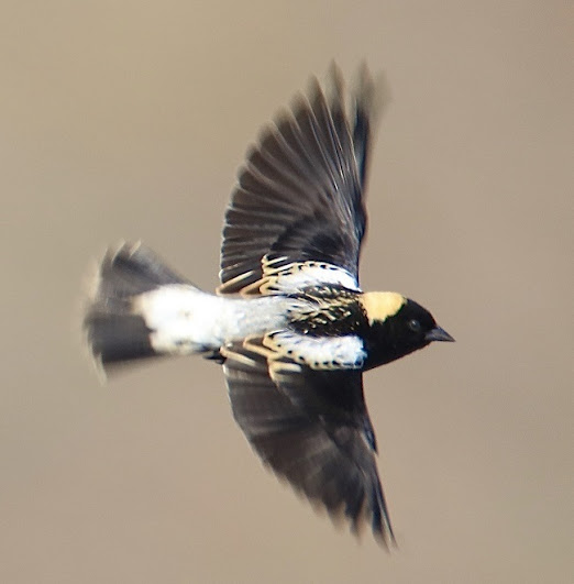 Bobolink in flight by Craig Lutz.