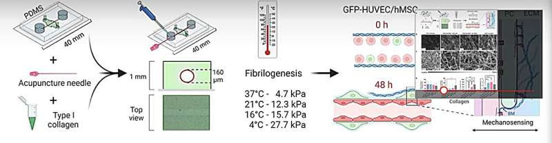 New study identifies how blood vessel dysfunction can worsen chronic disease