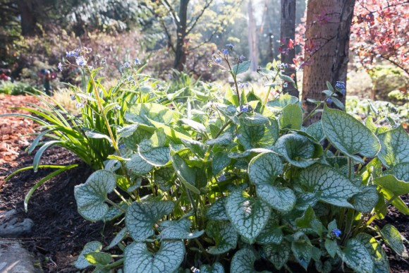 Brunnera in garden