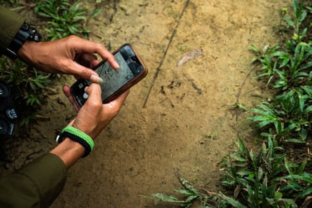 A woman holds a phone above leopard tracks in the mud