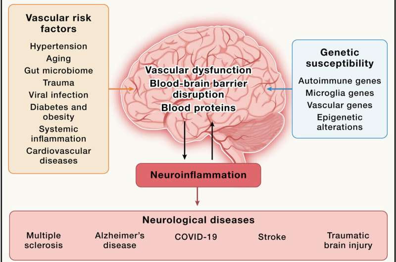 A new era of treating neurological diseases at the blood-brain-immune interface