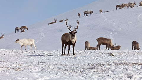 Getty Images A herd of reindeer stand on snowy ground