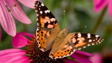 Painted Lady Butterfly Flower