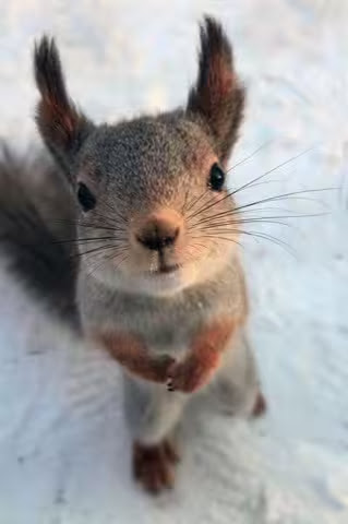Squirrel-What-s-Up