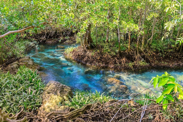 Mangrove and crystal clear water stream canal at Tha Pom Klong Song Nam mangrove wetland Krabi Thailand