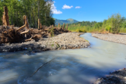 Engineered log jam along the river bank. Credit: Nooksack Tribe Natural Resources Department/Lummi Natural Resources