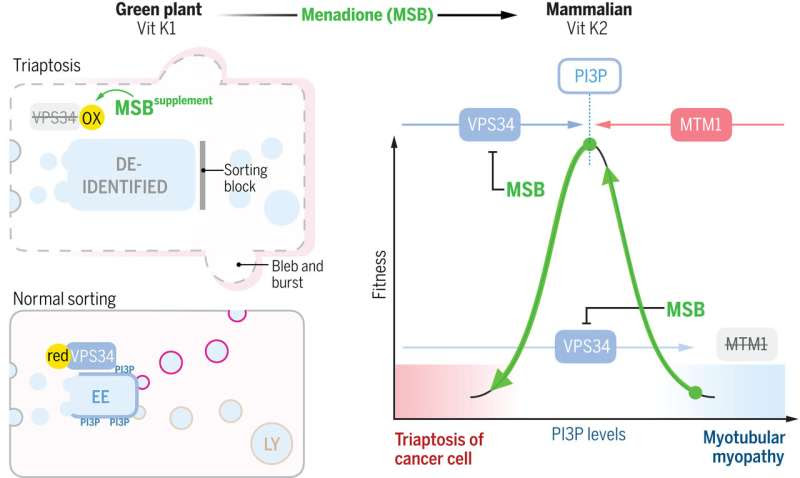 Synthetic form of vitamin K found to slow progression of prostate cancer in lab mice