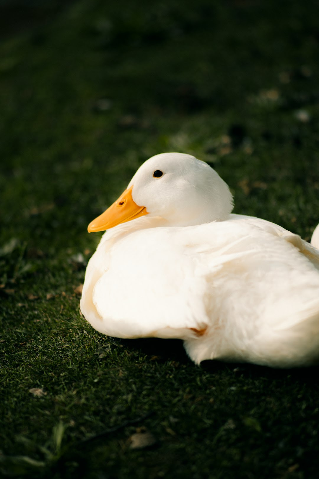 Different types of duck feed