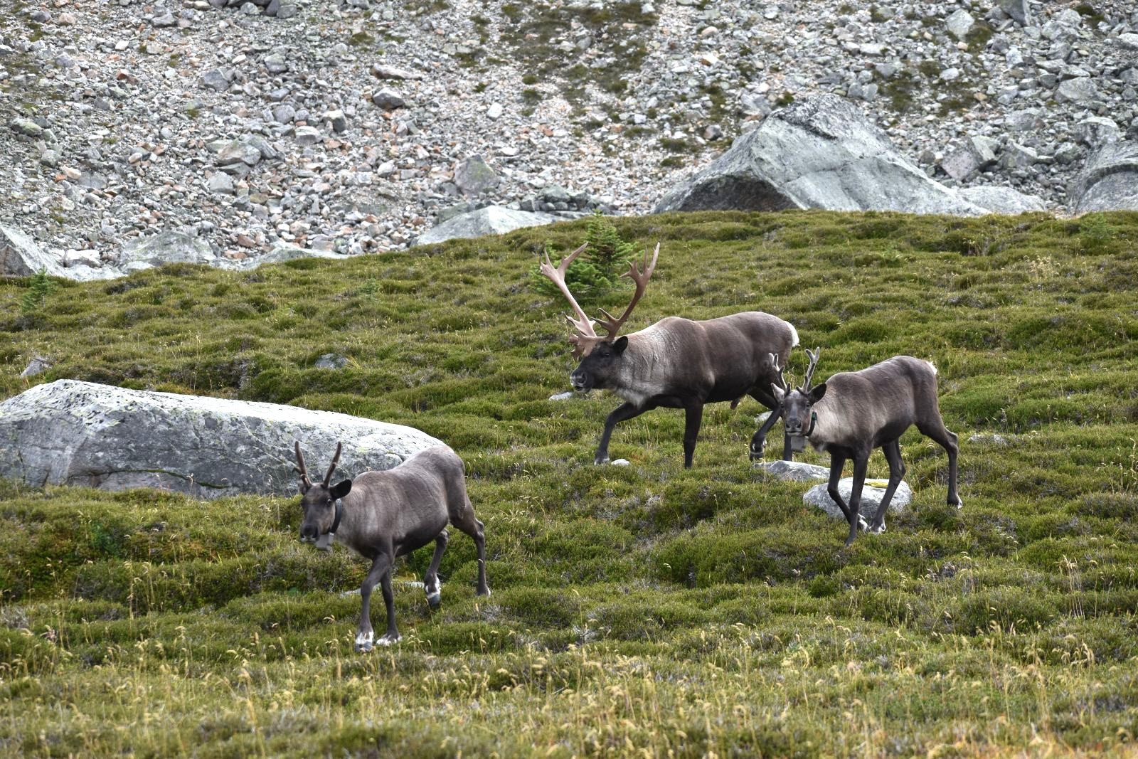 Three woodland caribou are shown walking through a grassy sub-alpine meadow, with a rocky slope in the background. 