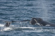 North Pacific Right Whales Permit #20465