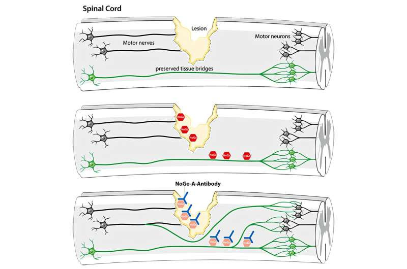 Antibody that neutralizes inhibitory factors involved in nerve regeneration leads to enhanced motor function