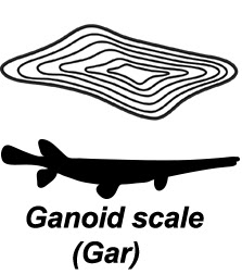 Ganoid scale (gar)