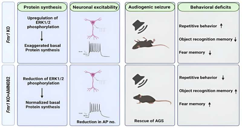 New study uncovers novel receptor function in fragile X syndrome