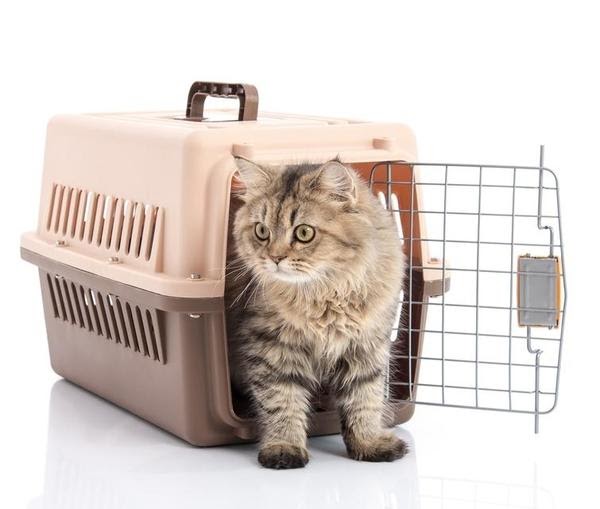 cat in a cat carrier