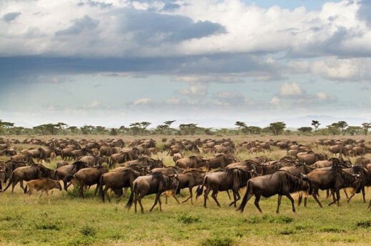 Gnous lors de la grande migration dans le parc national de Serengeti, en Tanzanie.© henk bogaard - stock.adobe.com