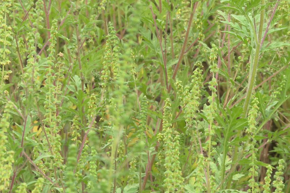 “C’est invivable” : comment lutter contre l’ambroisie, une plante invasive et très allergisante ?