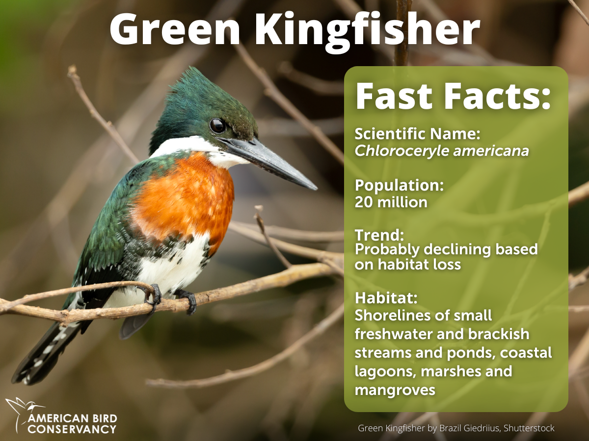 Green Kingfisher by Brazil Giedrius, Shutterstock