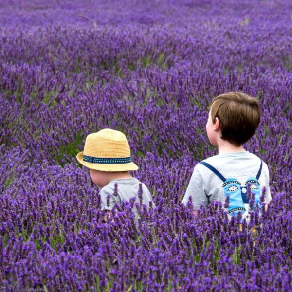 A view from the back of two children almost shoulder deep in a field of plants with purple flowers; the child on the left is wearing a yellow hat, the child on the right has brown hair, and both have light skin