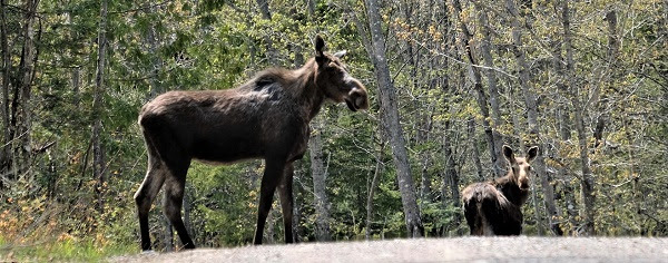 an adult moose and young calf walk through a sunny clearing of a mature forest
