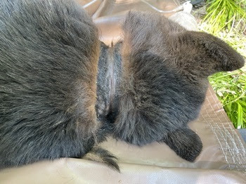 back of the black bear's neck, showing matted down fur and scarring due to the plastic lid compressing the area for two years