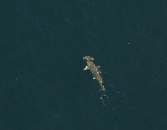 scalloped hammerhead from aerial view