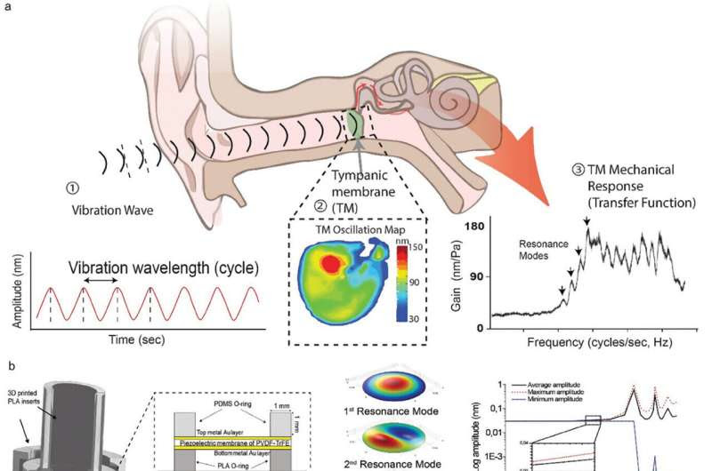 Scientists show electrical stimulation could be key to healthy tendons