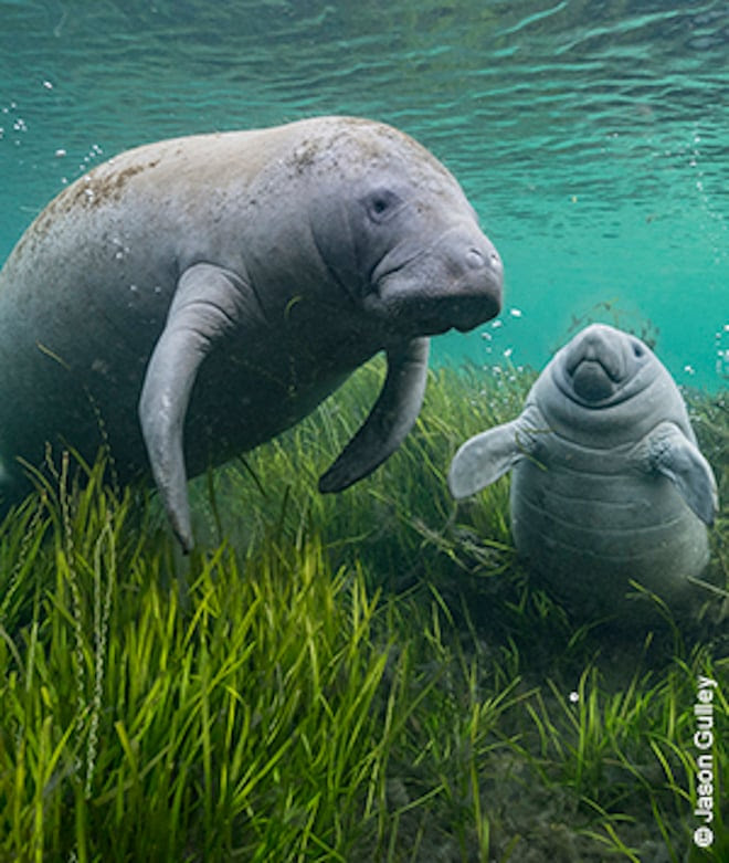 Shop Wildlife Photographer of the Year prints - image by Jason Gulley