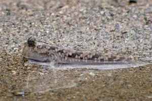 mudskipper