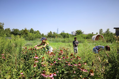 WFD teaching garden