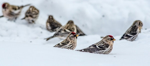 small group of brown and white birds with red-tipped heads, feeding on the ground in bright white snow